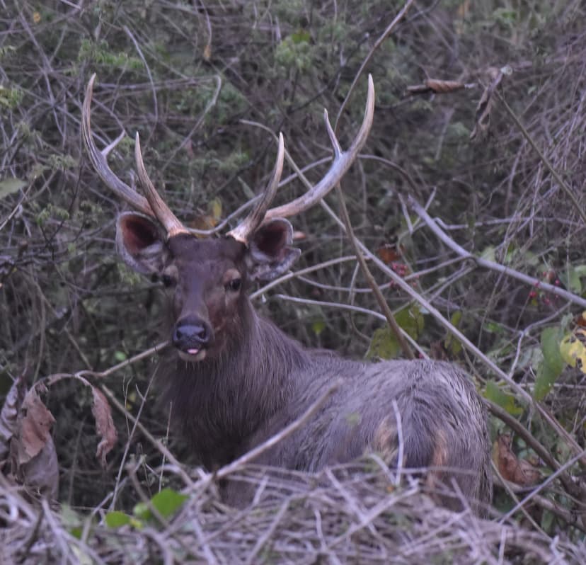 Sambar Deer standing amidst dense foliage