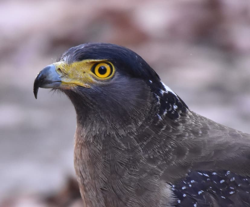Crested Serpent Eagle in Jim Corbett jungle