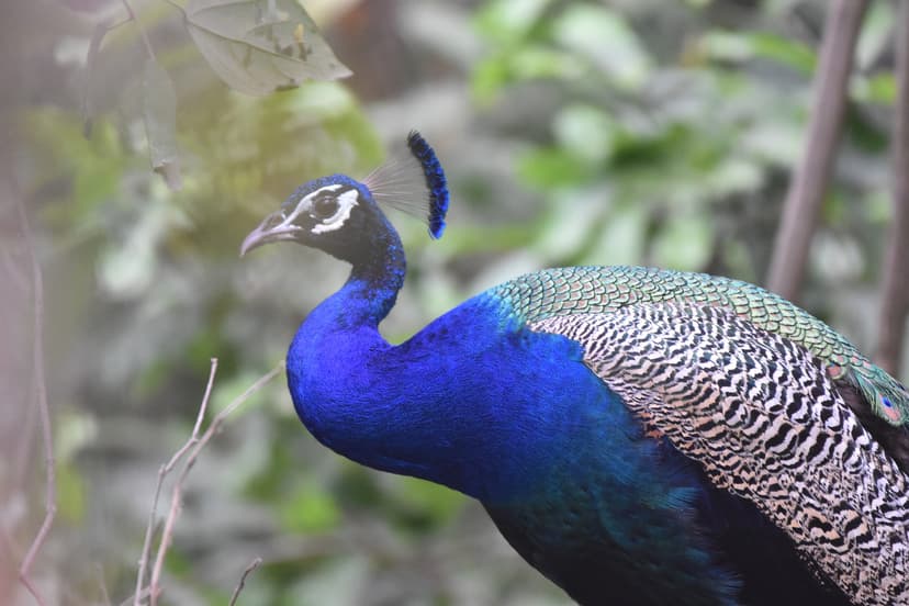 Indian Peacock displaying feathers in Jim Corbett