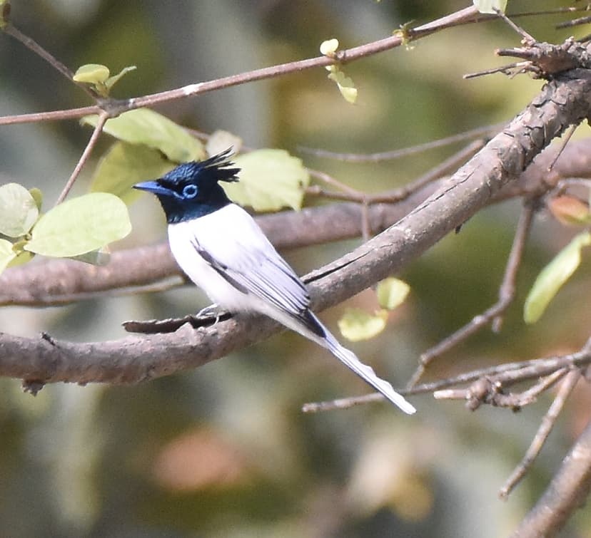Black-throated Monarch perched on a branch in Jim Corbett