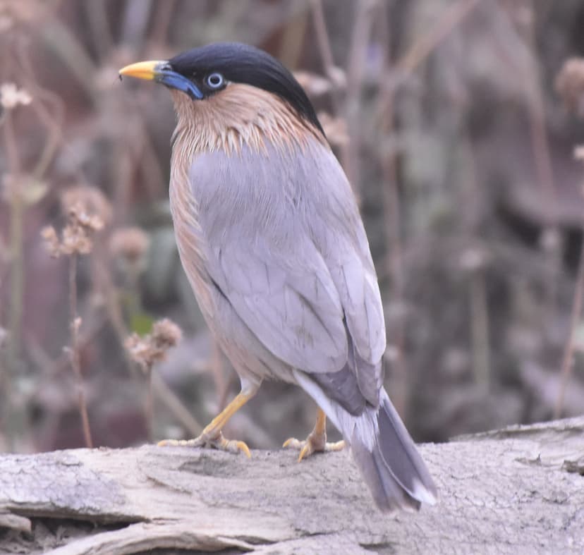 Jungle Babbler standing on a log in Jim Corbett