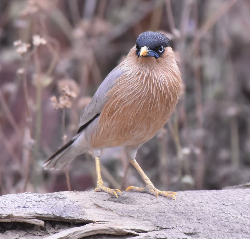 Jungle Babbler standing on a log in Jim Corbett