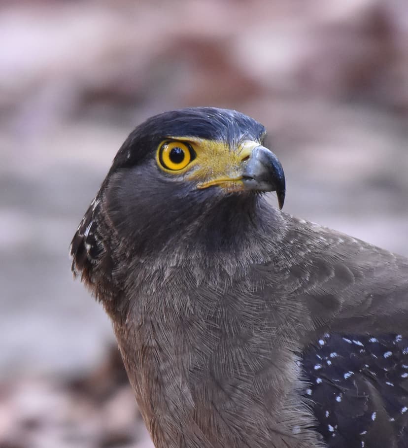 Crested Serpent Eagle in Jim Corbett jungle