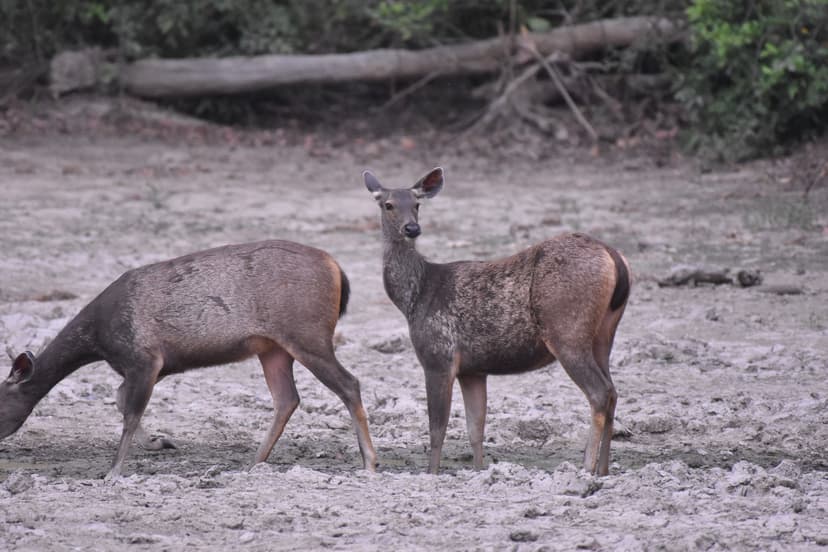 Spotted Deer grazing in Jim Corbett