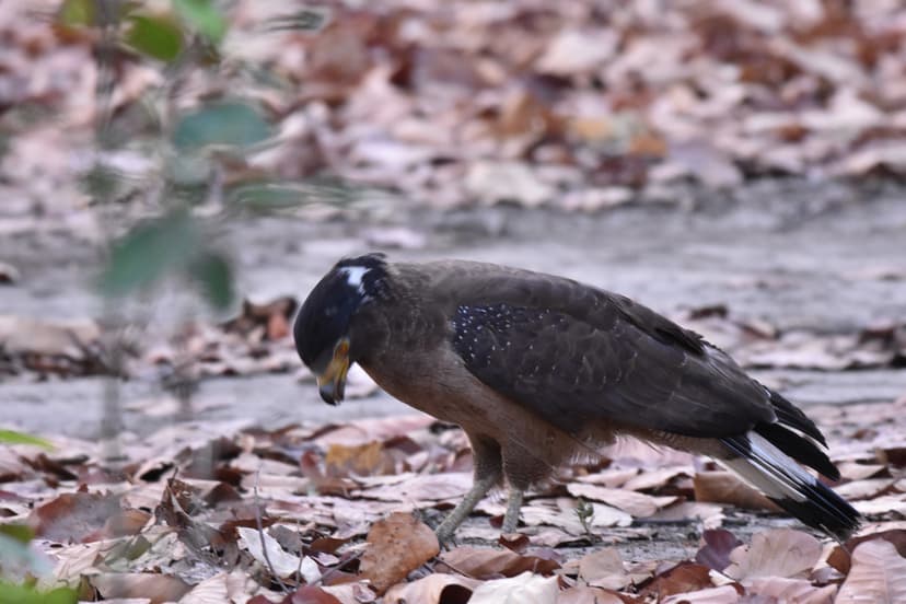 Crested Serpent Eagle in Jim Corbett jungle