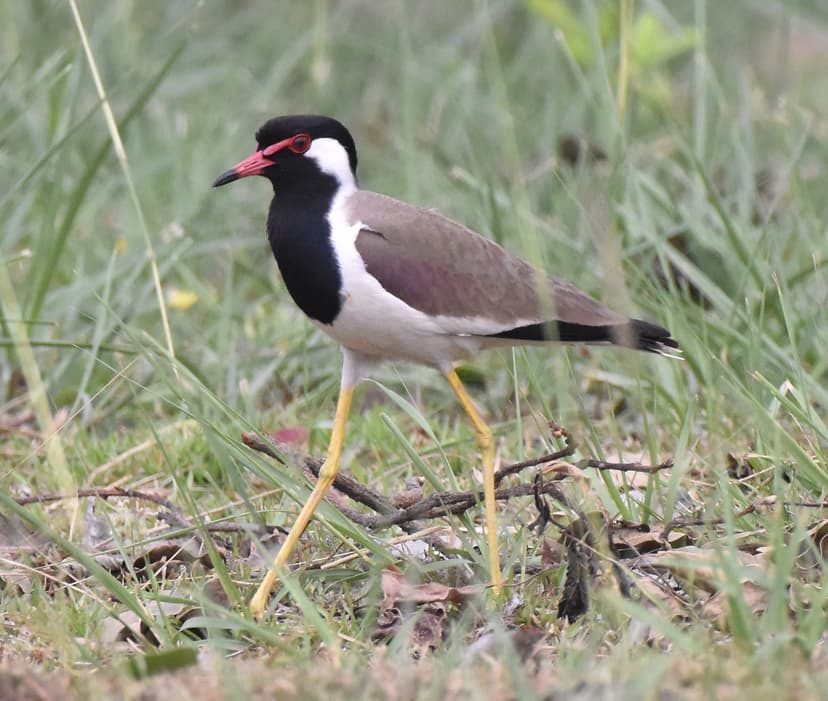 Red-wattled Lapwing foraging in Jim Corbett