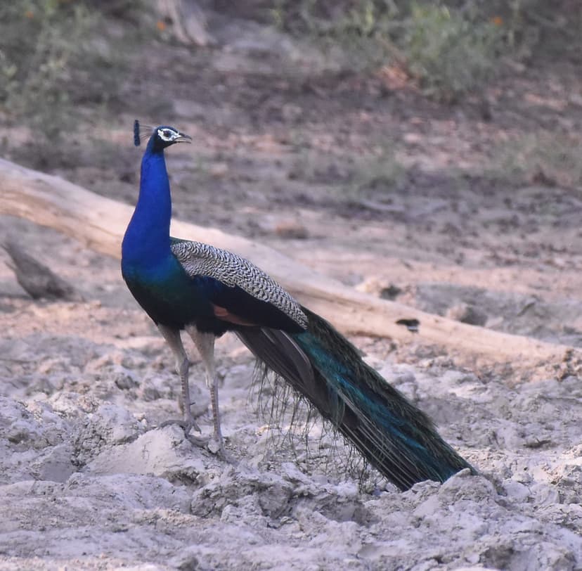Indian Peacock displaying feathers in Jim Corbett
