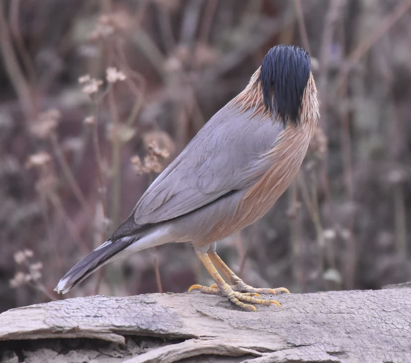 Jungle Babbler perched on a log in Jim Corbett