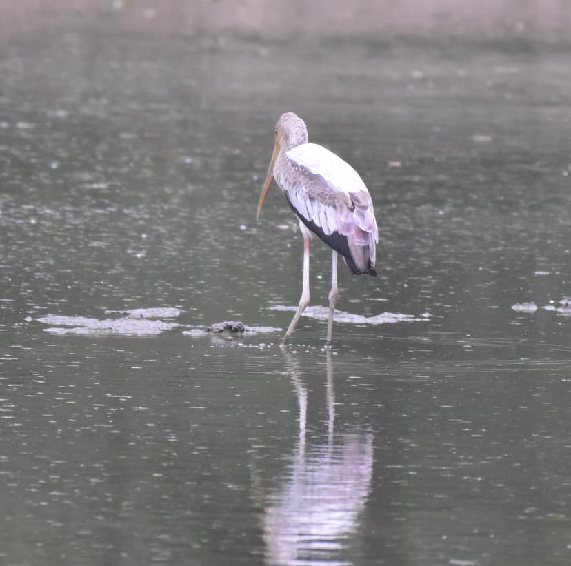 Eurasian Spoonbill wading in water in Jim Corbett