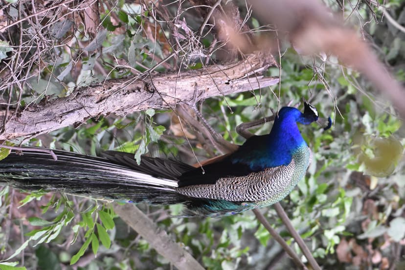 Indian Peacock displaying feathers in Jim Corbett
