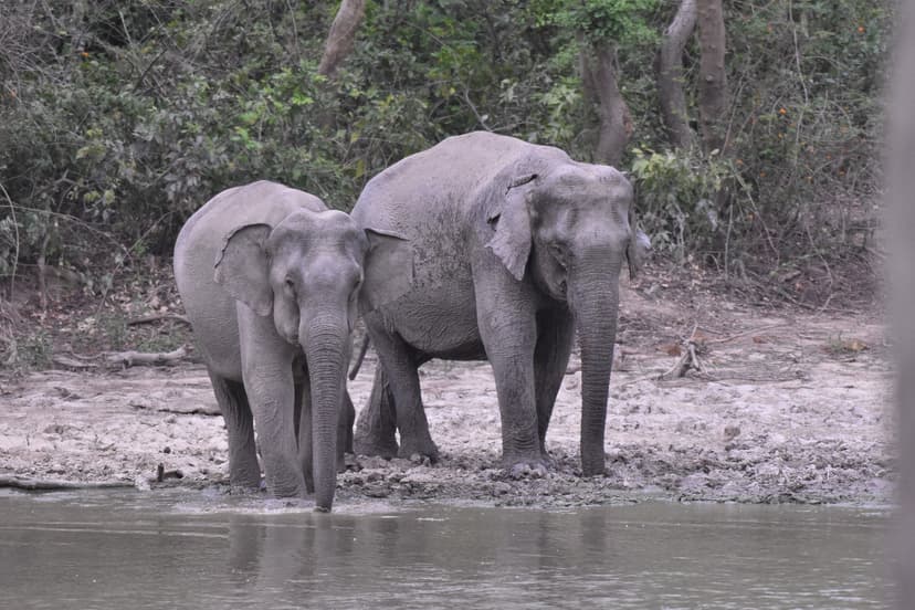 Asian Elephants near the Ramganga river