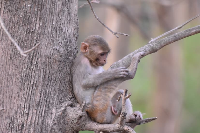 Rhesus Monkey moving through the jungle