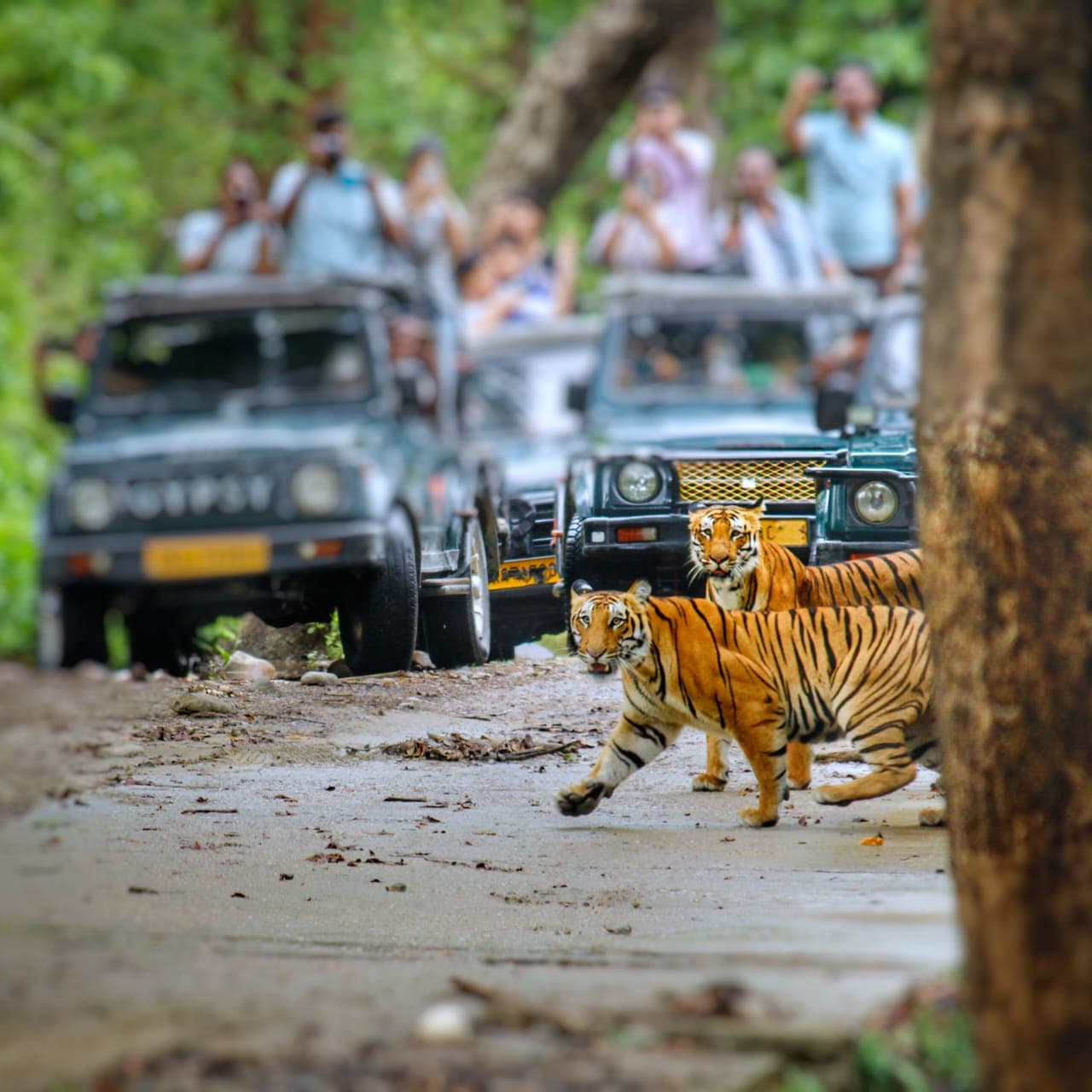 Jeep Jungle Safari in Jim Corbett National Park