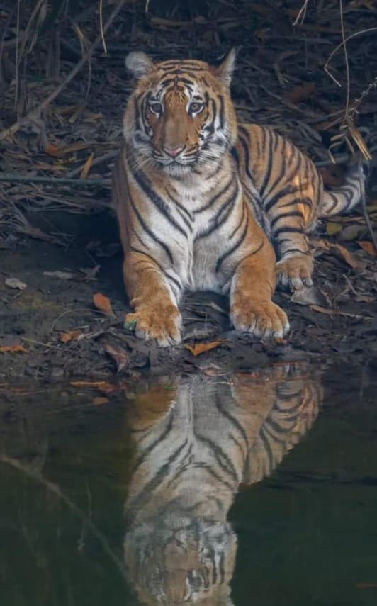 Bhandarpani Zone in Jim Corbett National Park