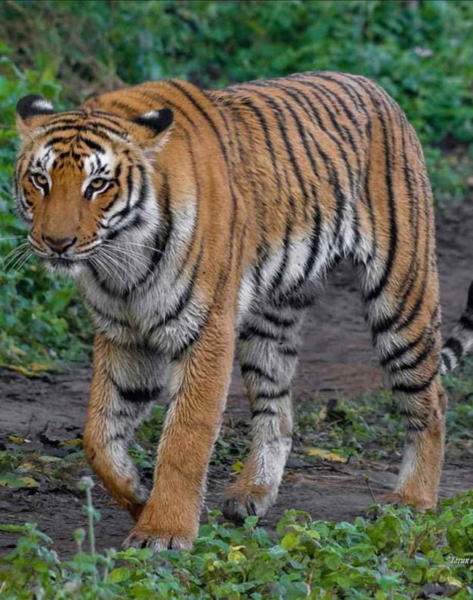 Bijrani Zone in Jim Corbett Safari