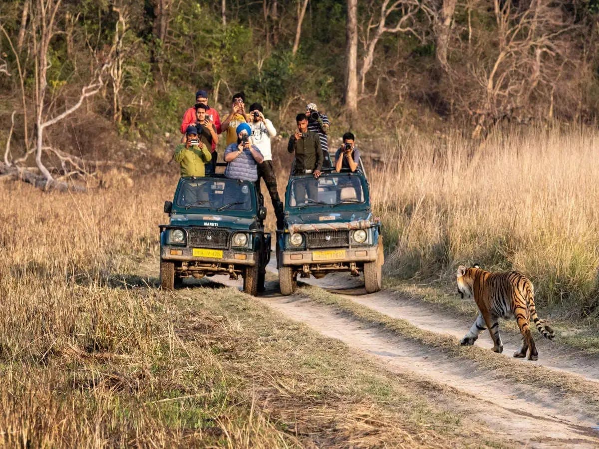 Dhela Zone in Jim Corbett Jungle Safari