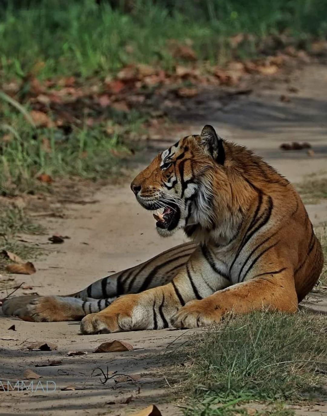 Dhikala Zone in Jim Corbett Jungle Safari