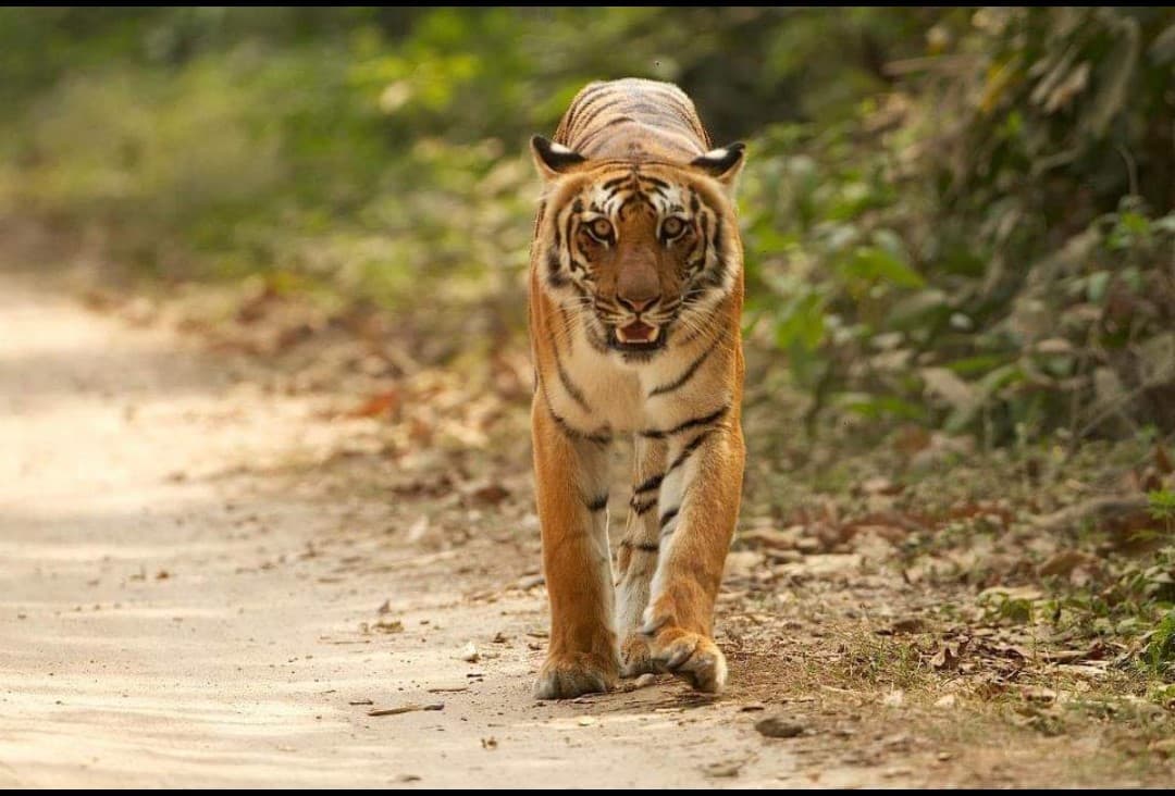 Durga Devi Zone in Jim Corbett Safari