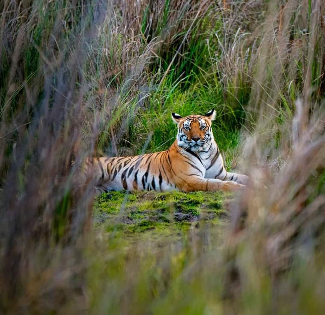 Garjiya Zone in Jim Corbett Jungle Safari