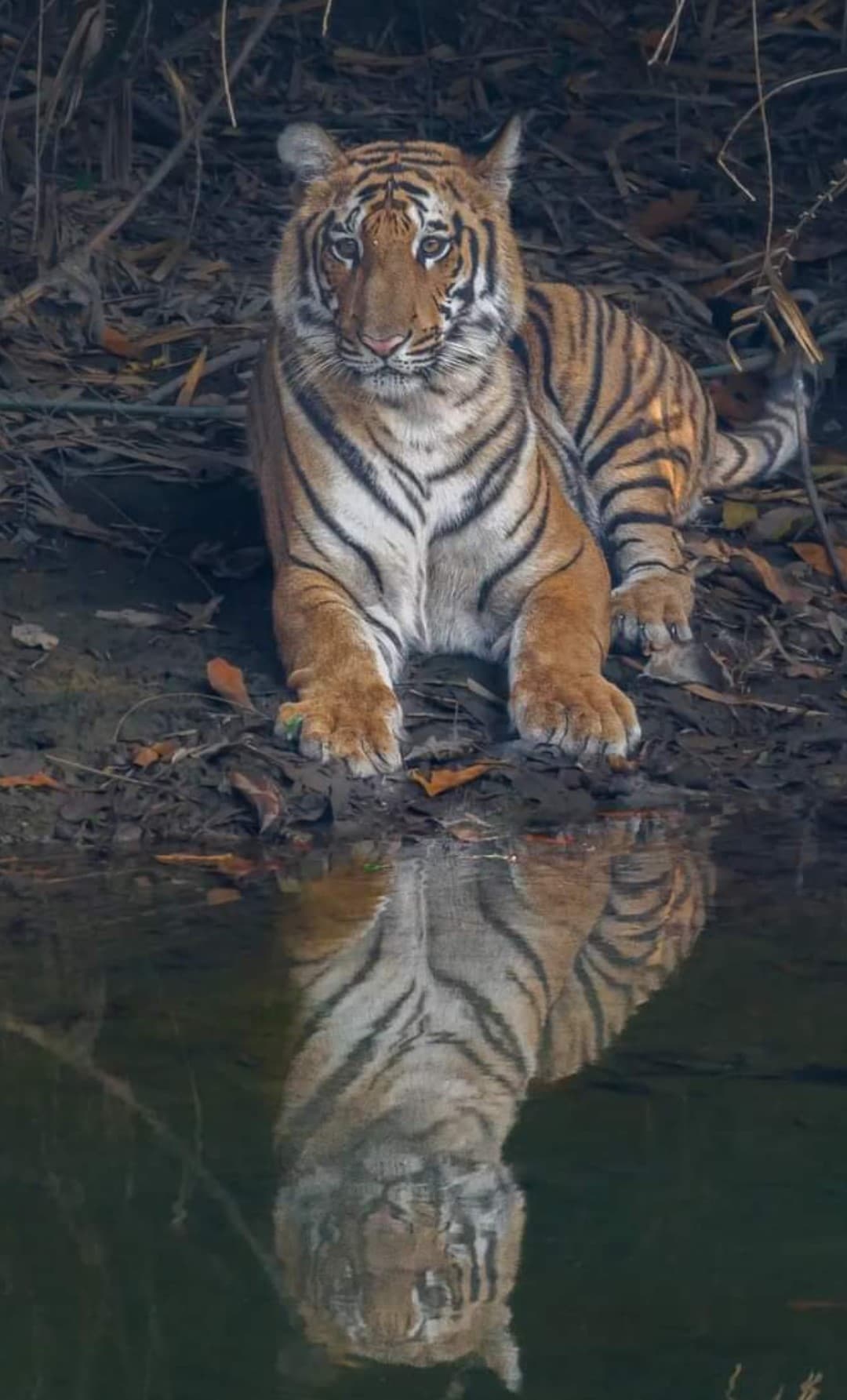 Jhirna Zone in Jim Corbett National Park