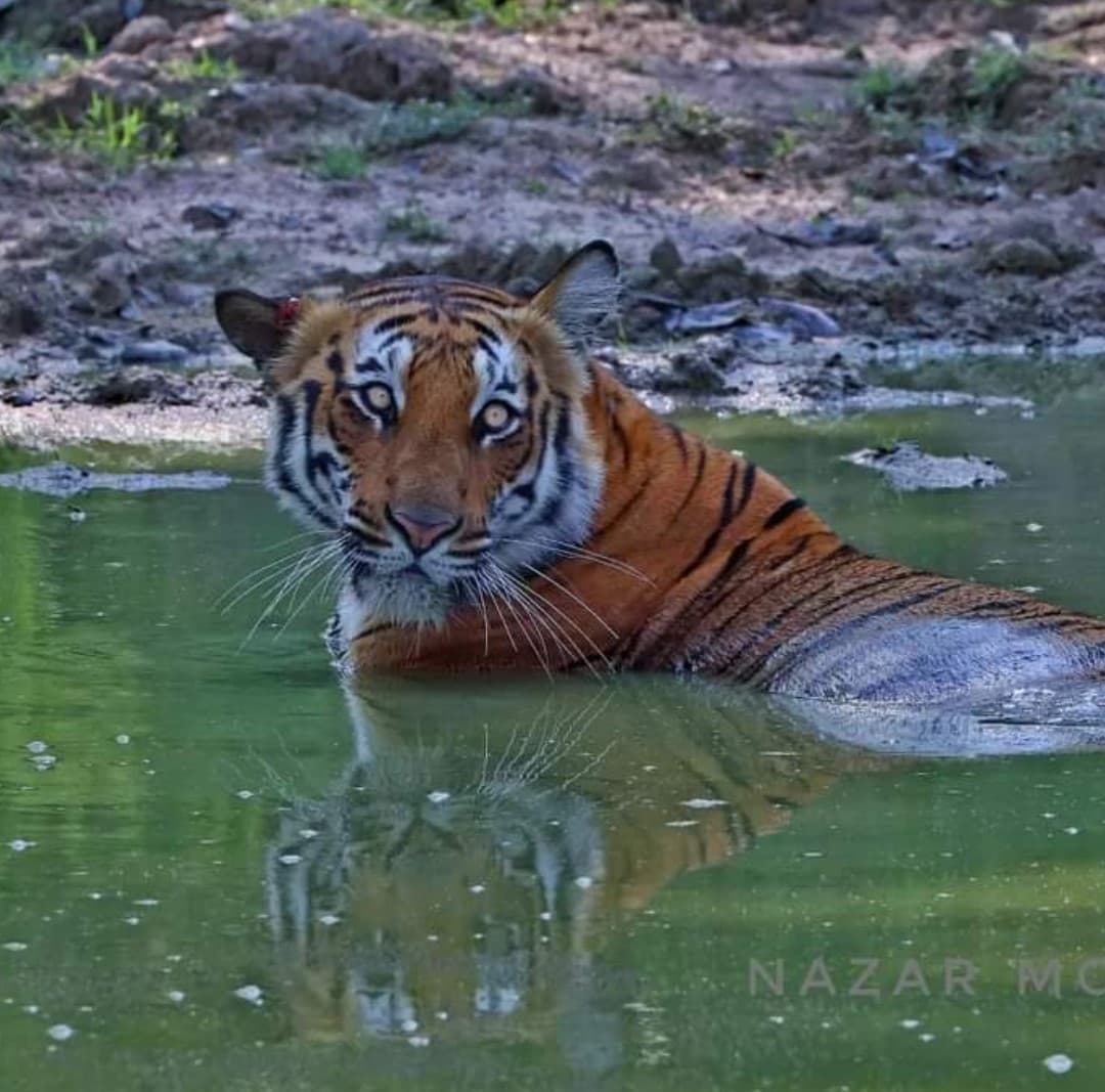 Phato Zone in Jim Corbett Safari